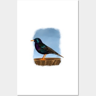 European Starling Posters and Art